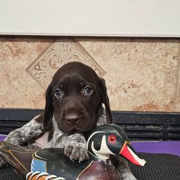German Shorthaired Pointer Puppies from Crossroad kennel