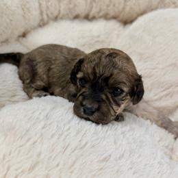 Cinnamon - Sable female Cavapoo puppy in Spokane, Washington from PJE Cavs and Poos