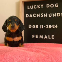 Girl 1 - Dachshund puppy from Lucky Dog Dachshunds