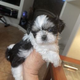 Perla - Black and white female Shih Tzu puppy in Oak Hills, California from High Desert  Shih Tzu