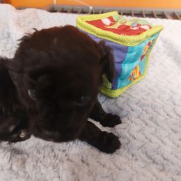 Boy 2 Jyma - Black Poodle puppy in Mc Dade, North Carolina from Toy Poodles of NC