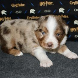 Australian Shepherd, Miniature American Shepherd, Miniature Australian Shepherd, and Toy Australian Shepherd Puppies from HP Aussie Kennels