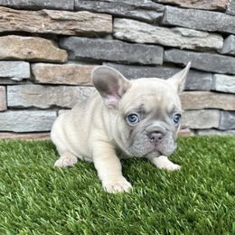 Rocky - French Bulldog puppy from Jacksonville Frenchies