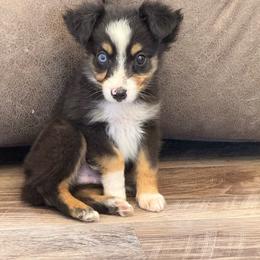 Tate - Black tri male Toy Australian Shepherd puppy in Ambrose, Georgia from Brandilyn's Aussies