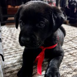 Red collar - Black male Labrador Retriever puppy in Decatur, Indiana from Golden Bundles
