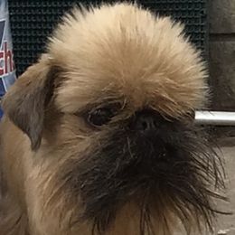Sparky - Brussels Griffon