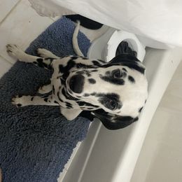 Kiwi - Dalmatian