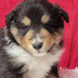 Cody - Black white and tan male Shetland Sheepdog puppy in Conway, Missouri from Brooks's little darlings