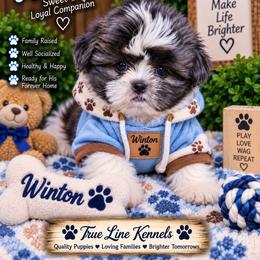 Winton - Blue and white male Shih Tzu puppy in Cordova, Tennessee from TrueLine kennels