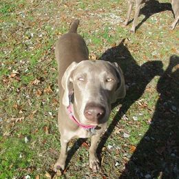Weimaraner All Grown Up from Zana Schepis's Weimaraners