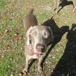 Weimaraner All Grown Up from Zana Schepis's Weimaraners