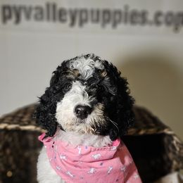Pink-Ivory - Black and white female Bernedoodle puppy in Bonham, Texas from Happy Valley Puppies