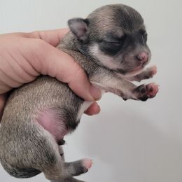 Boy 1 - Black sabled fawn Chihuahua puppy in Warsaw, Virginia from B&D Chihuahuas