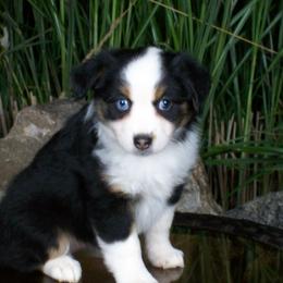Rosie - Black tri female Miniature American Shepherd puppy in Atwood, Illinois from Buck-Run Puppies
