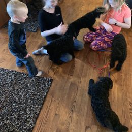 Kerry Blue Terrier Puppies from Watch Em’ Spar Kerry Blue Terriers