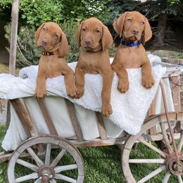Vizsla Puppies from Utah Vizsla’s