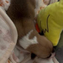AKC Red - Red male Pembroke Welsh Corgi puppy in Summerfield, Florida from Promise Land Farm