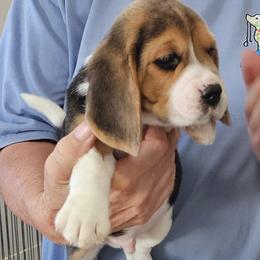 Beagle Puppies from Fairmont Beagles