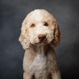 Dallas - Goldendoodle