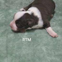Boy 1 - Red tri male Miniature Australian Shepherd puppy in Bend, Oregon from Badlands Toy and Mini Aussies