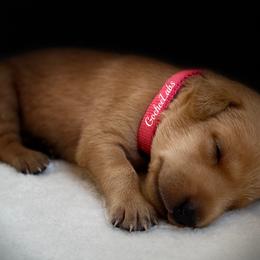 Labrador Retriever Puppies from Gochee Labs