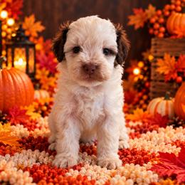 Truffles - Chocolate female Cavapoo puppy in Myrtle Beach, South Carolina from Colorful-K9'S
