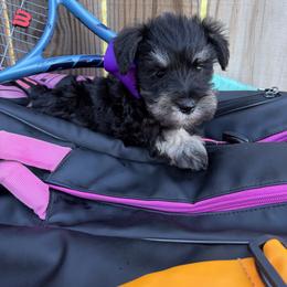 Purple girl - Black and silver female Miniature Schnauzer puppy in Garrison, Texas from RNH Schnauzers