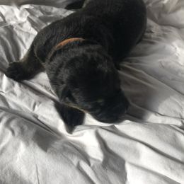 Tater - Black and tan male German Shepherd puppy in Blairsville, Georgia from Black Sheep German Shepherds