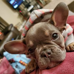 French Bulldog Puppies from EMF