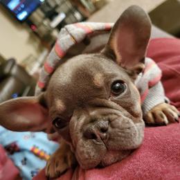 French Bulldog Puppies from EMF