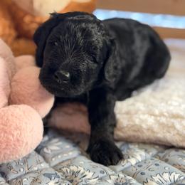 Primrose - Black female Bernedoodle puppy in Toledo, Ohio from Avery Doodle Day LLC