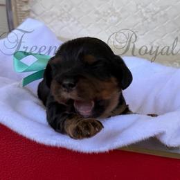 Chase - Black and tan male Cavalier King Charles Spaniel puppy in Resaca, Georgia from Freeman's Royal Cavaliers