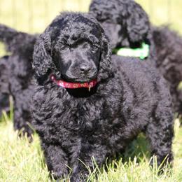 Blissey - Black female Poodle puppy in Ephrata, Washington from NCR Ranch