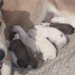 Girl 5 - White female Central Asian Shepherd Dog puppy in Mena, Arkansas from Red Desert Australian Cattle Dogs
