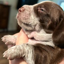 Cali - Piebald female Dachshund puppy in Bruceton, Tennessee from Dachshund Dreams (miniature)