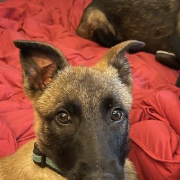 Belgian Malinois Puppies from Bayou State Malinois