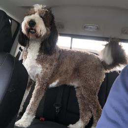 Bernedoodle All Grown Up from Backwoods Bernedoodles