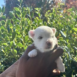 Jack Frost - White male Maltese puppy in Raleigh, North Carolina from Loveable Litters
