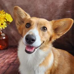 Gracie - Pembroke Welsh Corgi