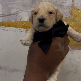 Crinkle - Cream male Goldendoodle puppy in Richmond, Texas from Harper’s Heartbeats