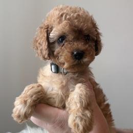 Sugar Plum - Red female Cavapoo puppy in Greenville, South Carolina from Reedy River Doodles