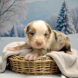 Slate Varnadore - Red merle male Australian Shepherd puppy in Statesville, North Carolina from Charming Australian Shepherds