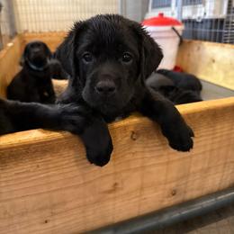Girl 2 - Black female Labrador Retriever puppy in Remsen, New York from Lake Julia Labradors
