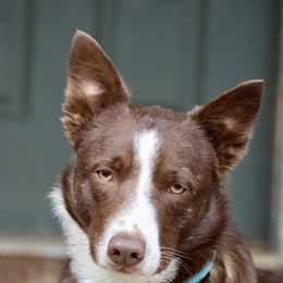 Border Collie All Grown Up from M&D Border Collies