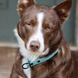 Border Collie All Grown Up from M&D Border Collies