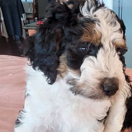 Lady Gaga - Tri-color Bernedoodle puppy in Laguna Hills, California from Bernedoodles By Faith