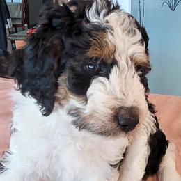 Lady Gaga - Tri-color Bernedoodle puppy in Laguna Hills, California from Bernedoodles By Faith