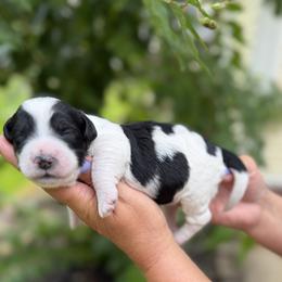 Adriatic - Black and white female Bernedoodle puppy in Russellville, Arkansas from Crossgate Doodles