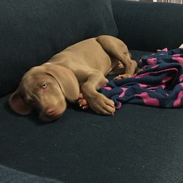 Weimaraner Puppies from North Georgia Weims