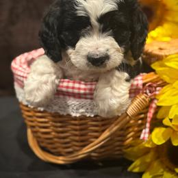 Bernedoodle, Goldendoodle, and Poodle Puppies from Kingdom Kennels